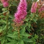 Spiraea salicifolia Blomma