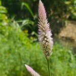 Deeringia spicata Flower