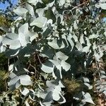 Eucalyptus cinerea Лист