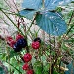 Rubus gratus ശീലം