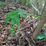 Albizia zygia Hoja