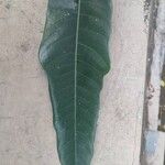 Ficus callosa Blad