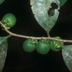 Diospyros tetrandra Meyve