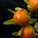 Argyreia hookeri Fruit