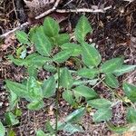 Desmodium paniculatum Leaf