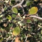 Corokia cotoneaster Плод