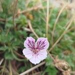 Erodium glandulosum Žiedas