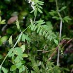 Vicia loiseleurii Other