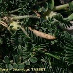 Astragalus depressus Fruit