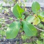 Viburnum prunifolium Leaf