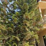 Araucaria columnaris Hábito