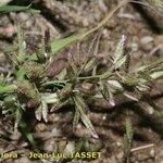 Eragrostis cilianensis 花