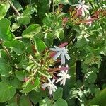 Jasminum fluminense Λουλούδι