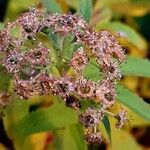 Spiraea japonica Flors