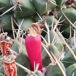 Mammillaria compressa Fruit