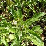 Leucanthemum adustum Habitat