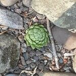 Sempervivum globiferum Folla