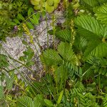 Carex spicata Habitus