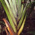 Cordyline mauritiana Άλλα