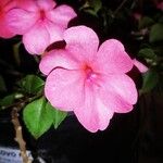 Impatiens wallerianaBloem