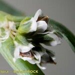 Polygonum raii Λουλούδι