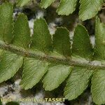 Dryopteris oreades Blad