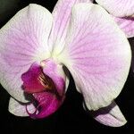 Phalaenopsis amabilis