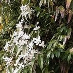 Trachelospermum jasminoides Hábito