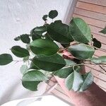 Ficus benjamina Ліст
