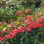 Pyracantha koidzumii Fruchs