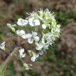 Lepidium campestre Çiçek