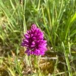 Anacamptis pyramidalis Levél