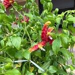 Justicia brandegeeana Flor