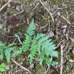 Hymenophyllum polyanthos 葉