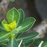 Euphorbia hierosolymitana Leaf