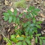 Castanospermum australe Leaf