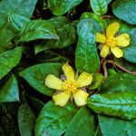 Hibbertia dentata Blüte