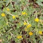 Medicago minima 整株植物