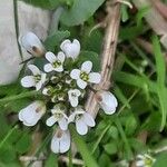 Microthlaspi perfoliatum Квітка