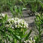 Comandra umbellata Habitatea