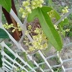 Cocculus orbiculatus Flower