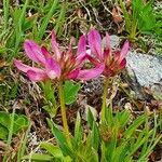 Trifolium alpinum Квітка