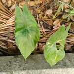 Alocasia cucullata Lehti