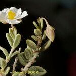 Helianthemum almeriense Other