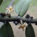 Tridactyle anthomaniaca Flower