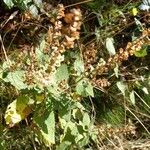 Teucrium scorodonia Habitatea