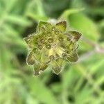 Knautia macedonica Fruit