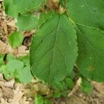 Celastrus orbiculatus Leaf