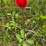 Tulipa orphanidea Λουλούδι