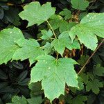 Acer diabolicum Folla